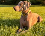 Un Braque de Weimar allongé sur une surface gazonnée et portant un collier autour du cou