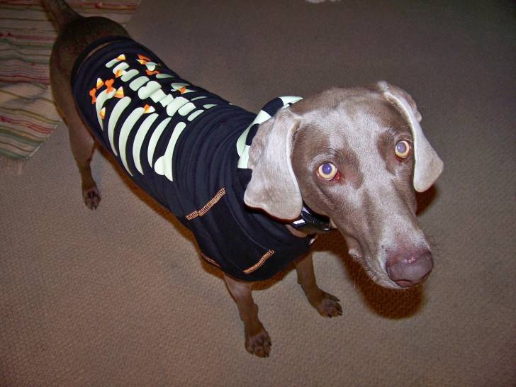 Carly - Braque de Weimar Femelle (2 ans)