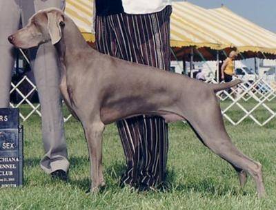 Slate - Braque de Weimar Mâle (10 ans)