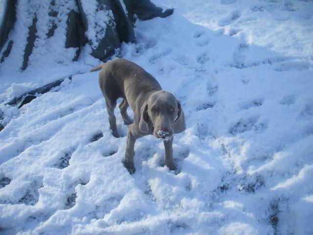 braque de weimar - Braque de Weimar