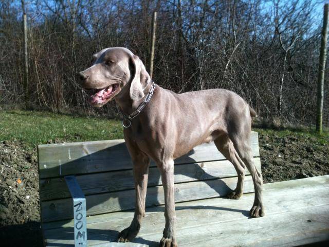 Braque de Weimar AÏKO - Braque de Weimar