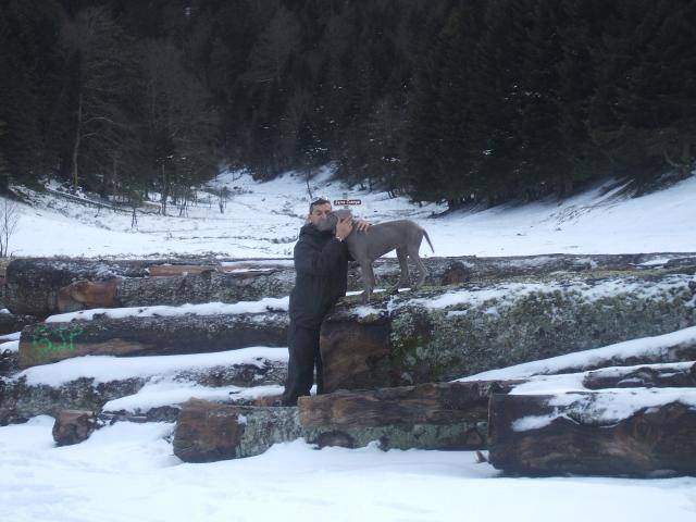 braque de weimar flambeur - Braque de Weimar