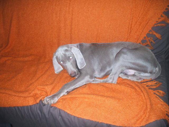 braque de weimar flambeur - Braque de Weimar