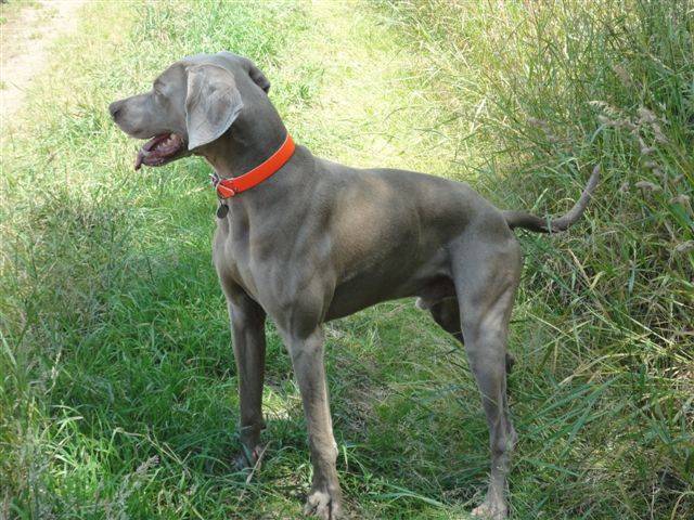 Charly Braque de Weimar - Braque de Weimar