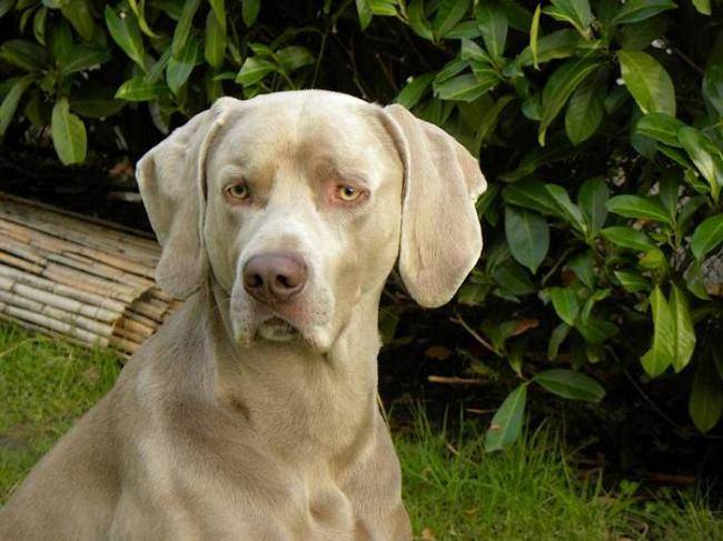 Beau portrait Braque de Weimar, Vercors - Braque de Weimar