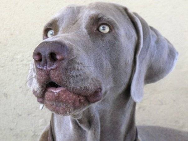 Photo Braque de Weimar