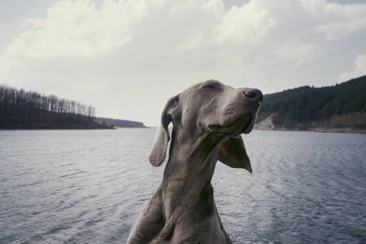 Photo Braque de Weimar