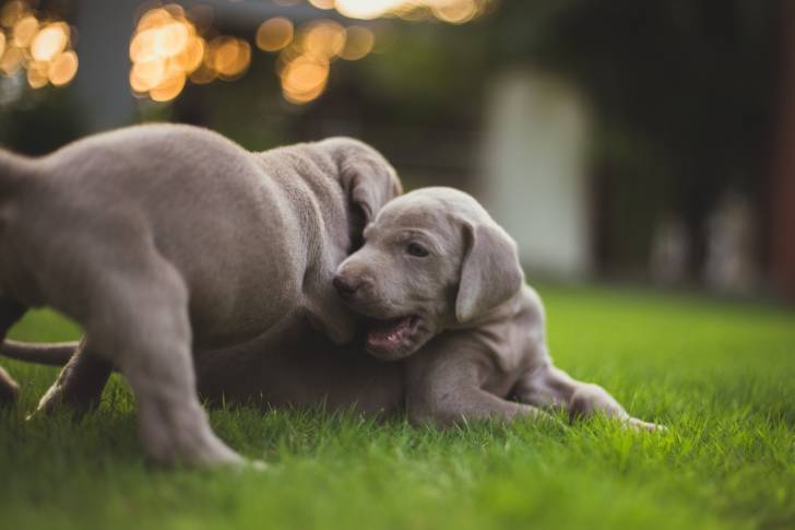 Photo Braque de Weimar