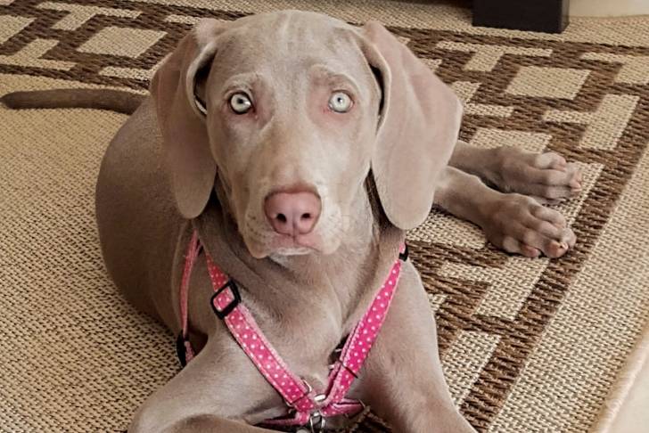 Photo Braque de Weimar