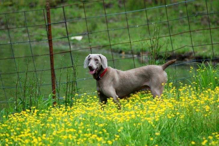 Photo Braque de Weimar