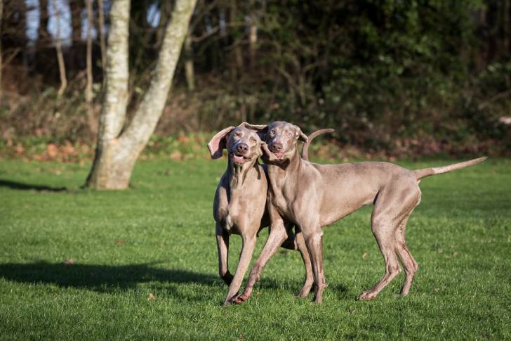 Photo Braque de Weimar