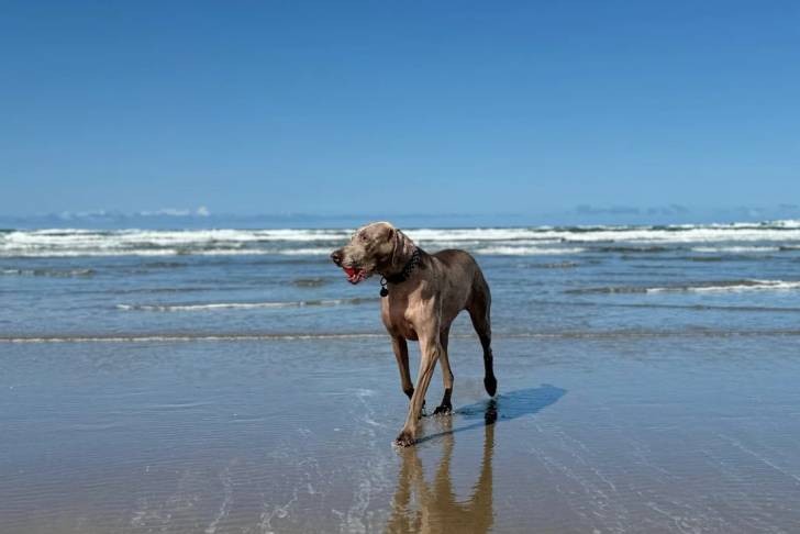 Un Braque de Weimar à la plage et portant un collier autour du cou