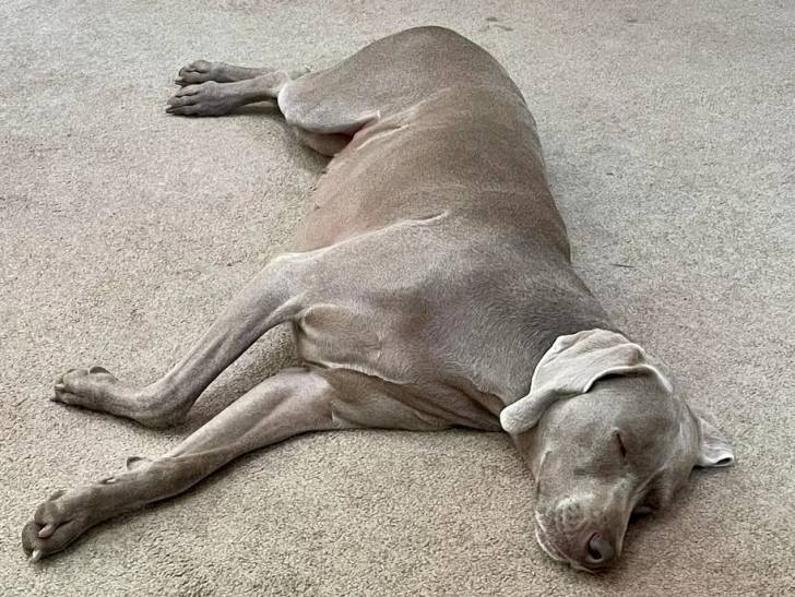 Un Braque de Weimar allongé sur une moquette et semblant détendu 