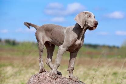 Un Braque de Weimar debout sur un rocher