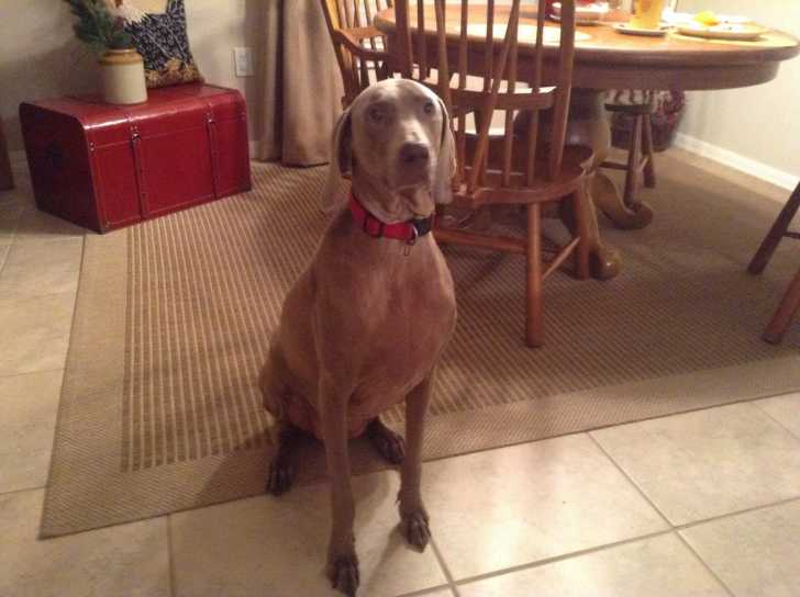 Kali - Braque de Weimar Femelle (6 ans)