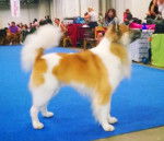 Photo Bangkaew de Thaïlande