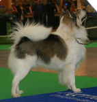 Photo Bangkaew de Thaïlande