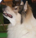 Photo Bangkaew de Thaïlande