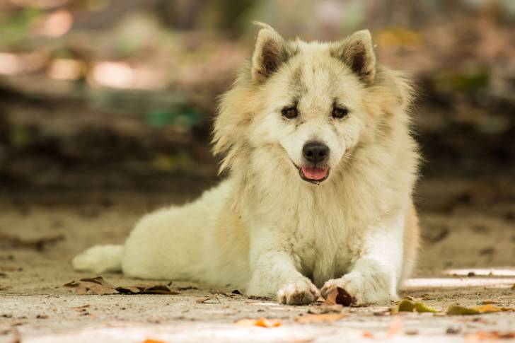 Photo Bangkaew de Thaïlande