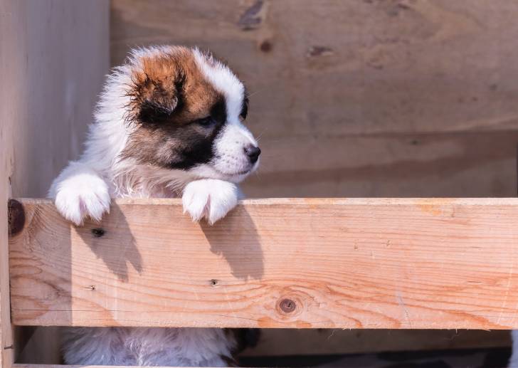 Photo Bangkaew de Thaïlande