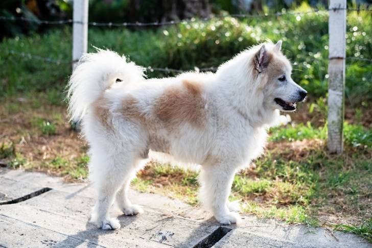 Photo Bangkaew de Thaïlande