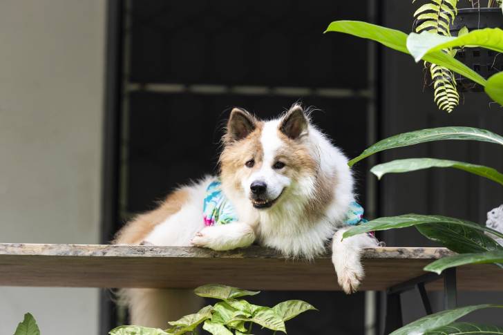Photo Bangkaew de Thaïlande
