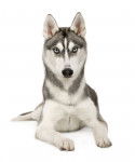 Photo Alaskan Husky