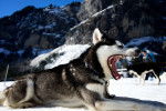 Photo Alaskan Husky