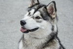 Photo Alaskan Husky