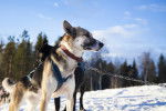 Photo Alaskan Husky