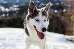 Photo Alaskan Husky