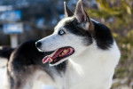 Photo Alaskan Husky