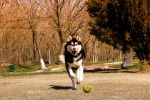 Photo Alaskan Husky