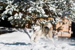 Photo Alaskan Husky