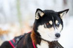 Photo Alaskan Husky