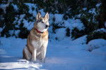 Photo Alaskan Husky