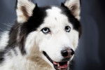 Photo Alaskan Husky