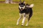 Photo Alaskan Husky