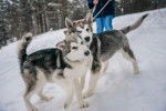 Photo Alaskan Husky