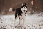 Photo Alaskan Husky