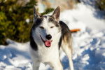 Photo Alaskan Husky