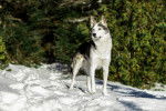 Photo Alaskan Husky