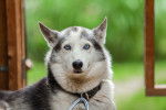 Photo Alaskan Husky