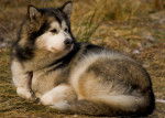 Photo Alaskan Husky