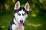 Photo Alaskan Husky