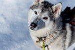 Photo Alaskan Husky