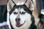 Photo Alaskan Husky