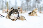 Photo Alaskan Husky