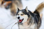 Photo Alaskan Husky