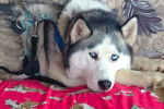 Photo Alaskan Husky